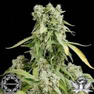 Dinafem Seeds Blue Cheese AUTOFLOWERING